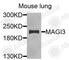 Membrane Associated Guanylate Kinase, WW And PDZ Domain Containing 3 antibody, A9893, ABclonal Technology, Western Blot image 