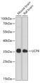 Solute Carrier Family 25 Member 27 antibody, 15-225, ProSci, Western Blot image 