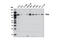 Protein Kinase D2 antibody, 8188S, Cell Signaling Technology, Western Blot image 