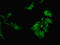 Nucleolar Protein 4 Like antibody, orb36372, Biorbyt, Immunofluorescence image 