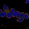 Valosin Containing Protein Lysine Methyltransferase antibody, NBP2-69017, Novus Biologicals, Immunocytochemistry image 