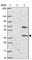 Cell Division Cycle Associated 8 antibody, HPA028258, Atlas Antibodies, Western Blot image 