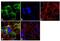 Dihydropyrimidinase Like 5 antibody, GTX19378, GeneTex, Immunofluorescence image 