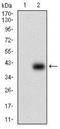 Papilin, Proteoglycan Like Sulfated Glycoprotein antibody, NBP2-37320, Novus Biologicals, Western Blot image 