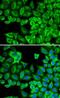 HCK Proto-Oncogene, Src Family Tyrosine Kinase antibody, FNab03785, FineTest, Immunofluorescence image 