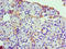 Ribosomal Protein L30 antibody, LS-C317957, Lifespan Biosciences, Immunohistochemistry paraffin image 
