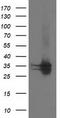 Cyclin Dependent Kinase 2 antibody, CF502935, Origene, Western Blot image 