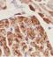 Mitochondrial Ribosomal Protein S34 antibody, FNab05361, FineTest, Immunohistochemistry paraffin image 