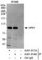 Mitogen-activated protein kinase kinase kinase kinase 1 antibody, A301-918A, Bethyl Labs, Immunoprecipitation image 