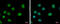 Elongator complex protein 3 antibody, GTX631395, GeneTex, Immunofluorescence image 