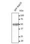 RAB15, Member RAS Oncogene Family antibody, orb334968, Biorbyt, Western Blot image 