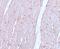 Anaphase-promoting complex subunit 10 antibody, A07065, Boster Biological Technology, Immunohistochemistry frozen image 