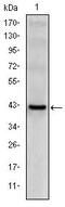Killer Cell Lectin Like Receptor D1 antibody, MA5-15818, Invitrogen Antibodies, Western Blot image 
