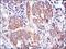 Erk1 antibody, MA5-15896, Invitrogen Antibodies, Immunohistochemistry frozen image 