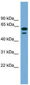 Testis Expressed 45 antibody, TA333354, Origene, Western Blot image 