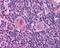 HAP3 antibody, 49-590, ProSci, Immunohistochemistry frozen image 