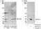 Protein Phosphatase 2 Phosphatase Activator antibody, A300-731A, Bethyl Labs, Immunoprecipitation image 