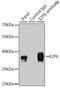 E2F Transcription Factor 6 antibody, GTX33167, GeneTex, Immunoprecipitation image 