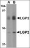 Lgp2 antibody, orb88412, Biorbyt, Western Blot image 