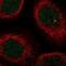 Enolase 4 antibody, PA5-58175, Invitrogen Antibodies, Immunofluorescence image 
