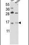 RNA Binding Motif Protein 3 antibody, PA5-14289, Invitrogen Antibodies, Western Blot image 