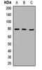 Ubiquitin Interaction Motif Containing 1 antibody, orb412572, Biorbyt, Western Blot image 