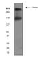 Glutamate Metabotropic Receptor 5 antibody, TA301102, Origene, Western Blot image 