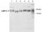 Limpii antibody, PA3-16802, Invitrogen Antibodies, Western Blot image 