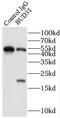 BUD31 Homolog antibody, FNab00991, FineTest, Immunoprecipitation image 