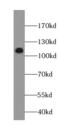 EGF Like, Fibronectin Type III And Laminin G Domains antibody, FNab06454, FineTest, Western Blot image 