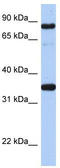 POU domain, class 2, transcription factor 1 antibody, TA330068, Origene, Western Blot image 