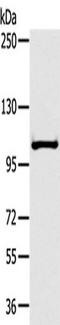 Atrial natriuretic peptide receptor 2 antibody, TA351444, Origene, Western Blot image 