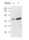 Annexin A2 antibody, TA321254, Origene, Western Blot image 