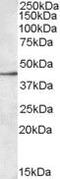 Sialic Acid Binding Ig Like Lectin 8 antibody, PA5-19044, Invitrogen Antibodies, Western Blot image 