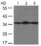 Eukaryotic translation initiation factor 2 subunit 1 antibody, TA321618, Origene, Western Blot image 