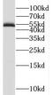 Receptor activity-modifying protein 3 antibody, FNab07099, FineTest, Western Blot image 