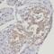 Secretogranin-1 antibody, FNab01688, FineTest, Immunohistochemistry frozen image 
