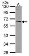 Nucleobindin 1 antibody, GTX114593, GeneTex, Western Blot image 