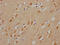 Muscarinic acetylcholine receptor M3 antibody, CSB-RA827961A0HU, Cusabio, Immunohistochemistry frozen image 
