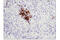 CD79b Molecule antibody, 96024S, Cell Signaling Technology, Immunohistochemistry frozen image 