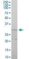 Cytochrome C1 antibody, H00001537-B01P, Novus Biologicals, Western Blot image 