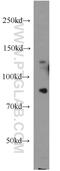 Partner And Localizer Of BRCA2 antibody, 14340-1-AP, Proteintech Group, Western Blot image 