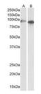 Cytochrome P450 Family 1 Subfamily A Member 1 antibody, orb195340, Biorbyt, Western Blot image 