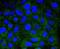Heat Shock Protein Family A (Hsp70) Member 14 antibody, M09630, Boster Biological Technology, Immunofluorescence image 