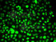 Pre-MRNA Processing Factor 3 antibody, A5482, ABclonal Technology, Immunofluorescence image 