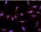 Cytochrome P450 Family 26 Subfamily A Member 1 antibody, orb318731, Biorbyt, Immunofluorescence image 