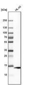 Vesicle Associated Membrane Protein 8 antibody, NBP1-84013, Novus Biologicals, Western Blot image 