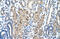 Granzyme H antibody, 29-789, ProSci, Immunohistochemistry frozen image 