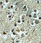 Zinc Finger Protein 483 antibody, orb78219, Biorbyt, Immunohistochemistry paraffin image 