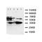 Survivin antibody, orb27680, Biorbyt, Western Blot image 